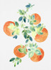 Watercolor Oranges Poster Print - Cami Juncos