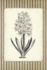 Black and Beige Pinstripe Botanical Hyacinth Poster Print - GST