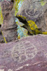 Mexico-Baja California Sur-Sierra de San Francisco. Petroglyphs at remote spring-La Higuerita. Poster Print - Fredrik Norrsell