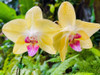 Orchid peace In Yellow Poster Print - Melissa Nebula