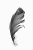 Feather Poster Print - and Seb Sisi