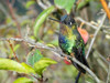 Fiery-throated hummingbird- Costa Rica- Central America Poster Print - Joe and McDonald
