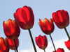 Red Tulips Poster Print - Suzanne Bonin