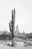 Desert Cactus BAndW Poster Print - and Seb Sisi