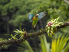Brown-hooded parrot- Costa Rica- Central America Poster Print - Joe and McDonald
