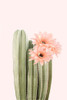 Cactus Flowers Poster Print - and Seb Sisi