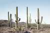 Cactus Land Poster Print - and Seb Sisi