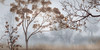 Early Morning Mist II Poster Print - John Seba