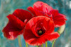 Poppies Blue Poster Print - Kimberly Allen