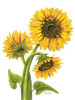 Sunflower Trio Poster Print - Patti Bishop
