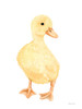 Adorable Fluffy Duckling Poster Print - Rachel Nieman