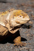 Ecuador-Galapagos-Isabela Island-Urbina Bay. Galapagos land iguana Poster Print - Cindy Miller Hopkins