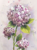 Hydrangea Pink Poster Print - Patti Bishop