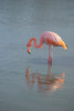 Flamingo looking for food in an estuary in the Galapagos Islands. Poster Print - Betty Sederquist