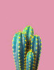 Braun Studio - Cactus epines jaunes Poster Print - Studio Braun