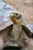 Galapagos tortoise peeks out from beneath its shell. Poster Print - Betty Sederquist