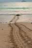 After laying its eggs on a Galapagos beach- this sea turtle returning to the ocean. Poster Print - Betty Sederquist
