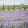 Lavender Field 6 Poster Print - Riley B