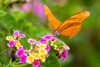 Julia Heliconian nectaring at lantana flowers Poster Print - Larry Ditto