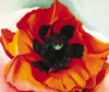 OKeefe-Poppy Poster Print - Collection Masters