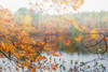 Autumn Pond Poster Print - Brooke T. Ryan