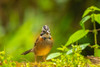 Ecuador-Guango. Rufous-collared sparrow close-up. Poster Print - Gallery Jaynes