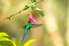 Ecuador-Guango. Long-tailed sylph hummingbird feeding on flower nectar. Poster Print - Gallery Jaynes