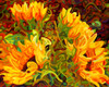 Four Sunflowers Poster Print - Mandy Budan
