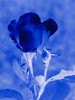 Rosebud Poster Print - GST
