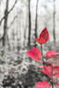Sycamore branch in forest setting. Poster Print - Janet Muir