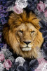 Lion Deep Floral Poster Print - Kimberly Allen