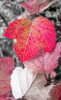 Close-up of an sycamore leaf rendered in red and grey. Poster Print - Janet Muir