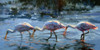 Spoonbill Late Feeding Poster Print - Sandy Nelson