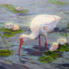 Ibis and Lilies Poster Print - Sandy Nelson