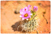 Desert Flower 4 Poster Print - LightBoxJournal