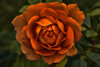 Rose Orange 8 Poster Print - Jennie Marie Schell