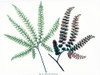 Indian Ferns Poster Print - GST