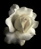 Rose White 1 Poster Print - Jennie Marie Schell