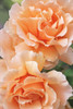 Rose Orange 7 Poster Print - Jennie Marie Schell