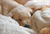 Dog Lab Puppy Sleeping Poster Print - Jennie Marie Schell