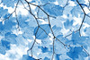 Blue Leaves 4 Poster Print - Jennie Marie Schell