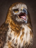 Red Tailed Hawk Poster Print - Patrick LaMontagne