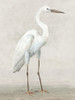 Vintage Heron I Poster Print - K Lily