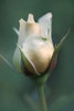 Rose Orange 1 Poster Print - Jennie Marie Schell