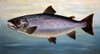 Atlantic Salmon Poster Print - Alexandra Churchill