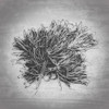 Seaweed Line Art Poster Print - GST