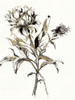 Botanical Seed I Poster Print - Asia Jensen