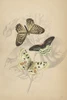 Butterfly Trio Poster Print - #NAME?