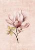 Magnolia Blush No2 Poster Print - Andrea Haase