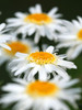 White Daisies Poster Print - Tammy Putman